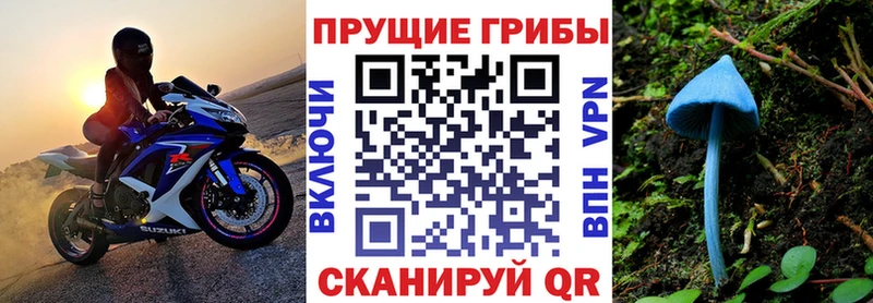 закладка  Талдом  Псилоцибиновые грибы прущие грибы 